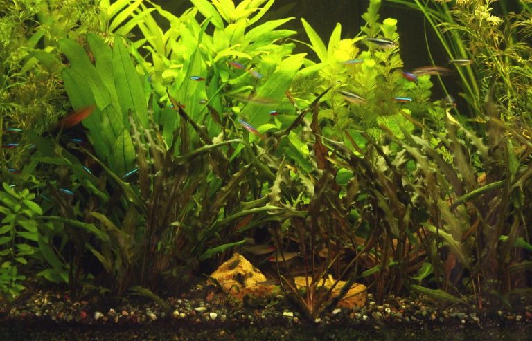 Fallow Period Marine Ich