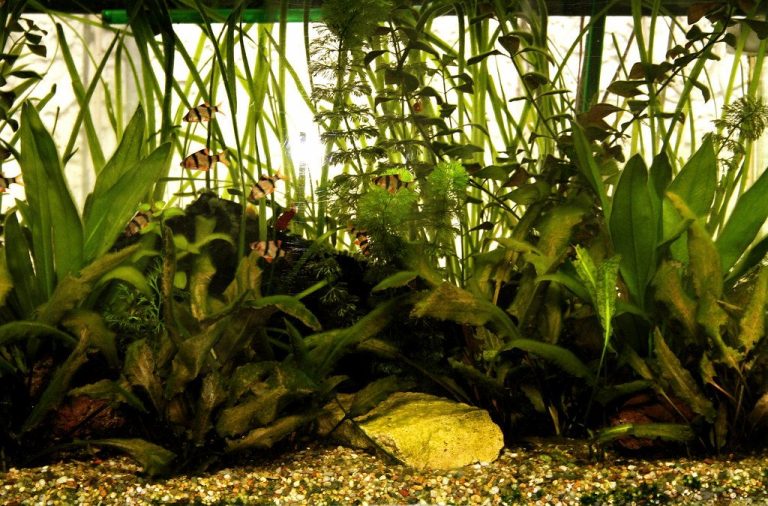 Fallow Period Marine Velvet