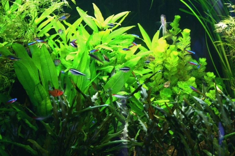Fallow Period Reef Tank
