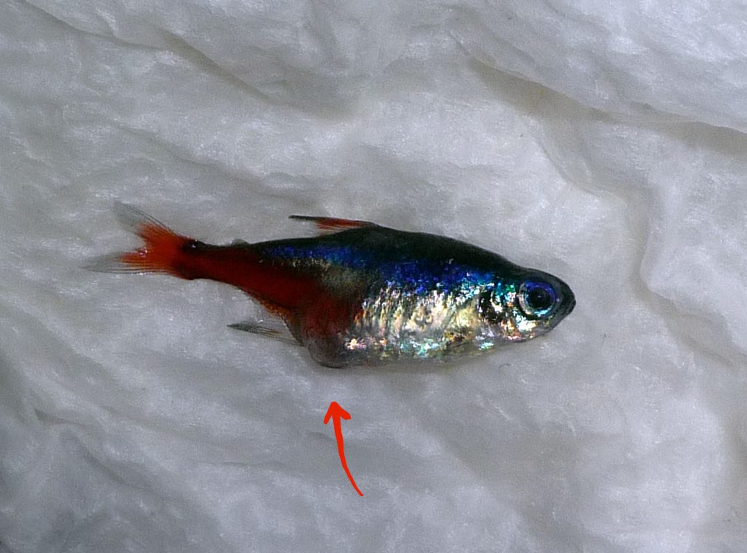 Fin Rot Neon Tetra Disease