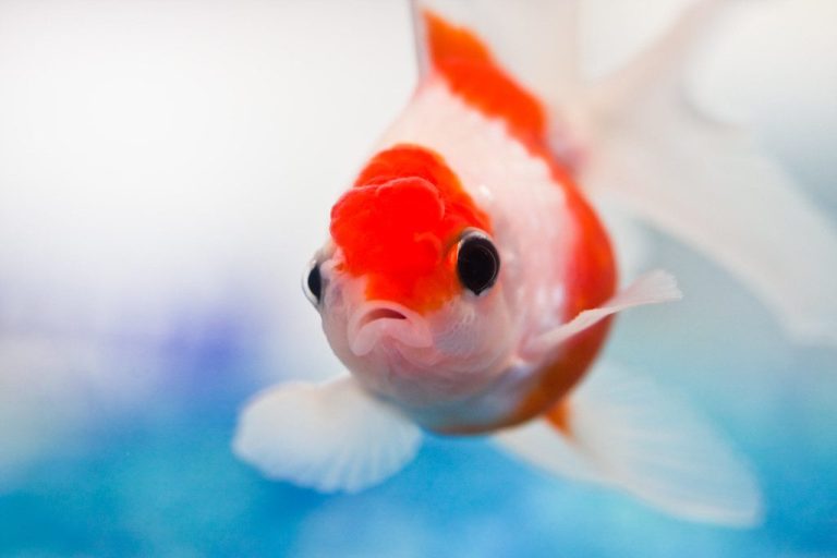 Fish Quarantine Checklist