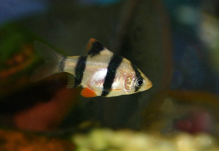 Fish Species In Rivers