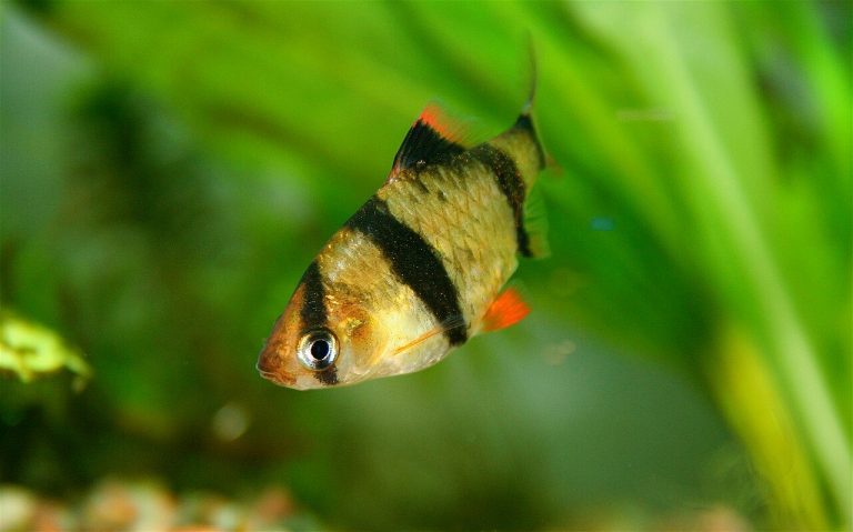 Fish That Live In The River