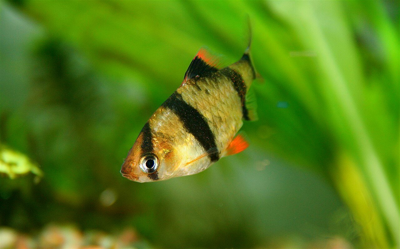 Fish That Live In The River