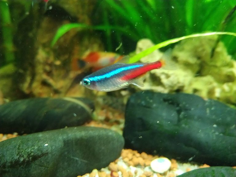 Fish With Neon Tetras