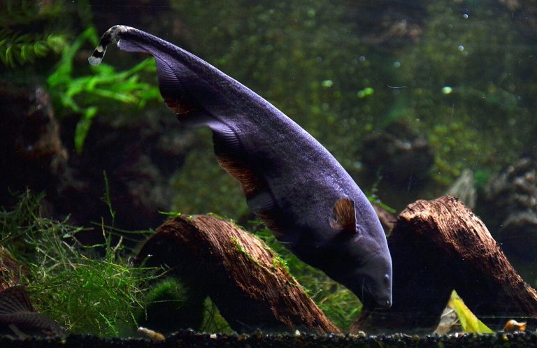 Fishless Fallow Reef Tank