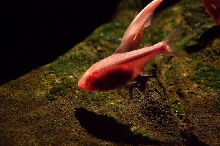 Florida Freshwater Fish Species