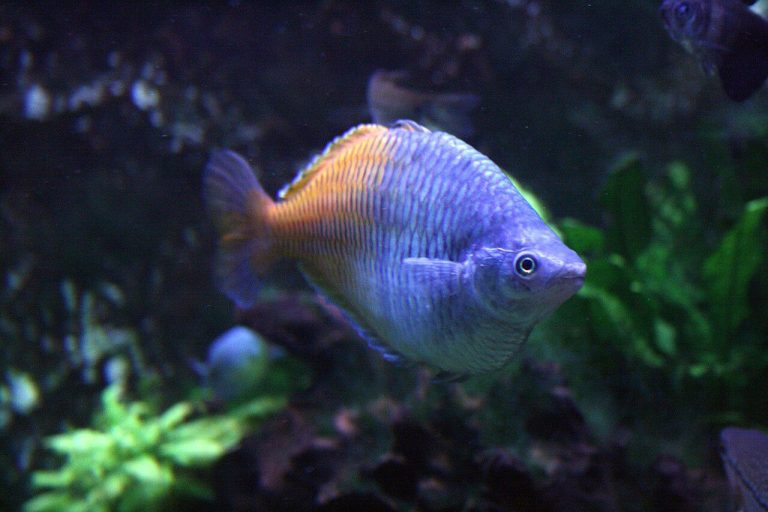 Formalin Bath Marine Fish
