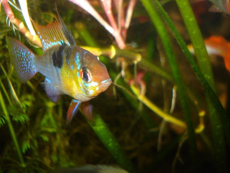 Fresh Water Fish For Aquariums