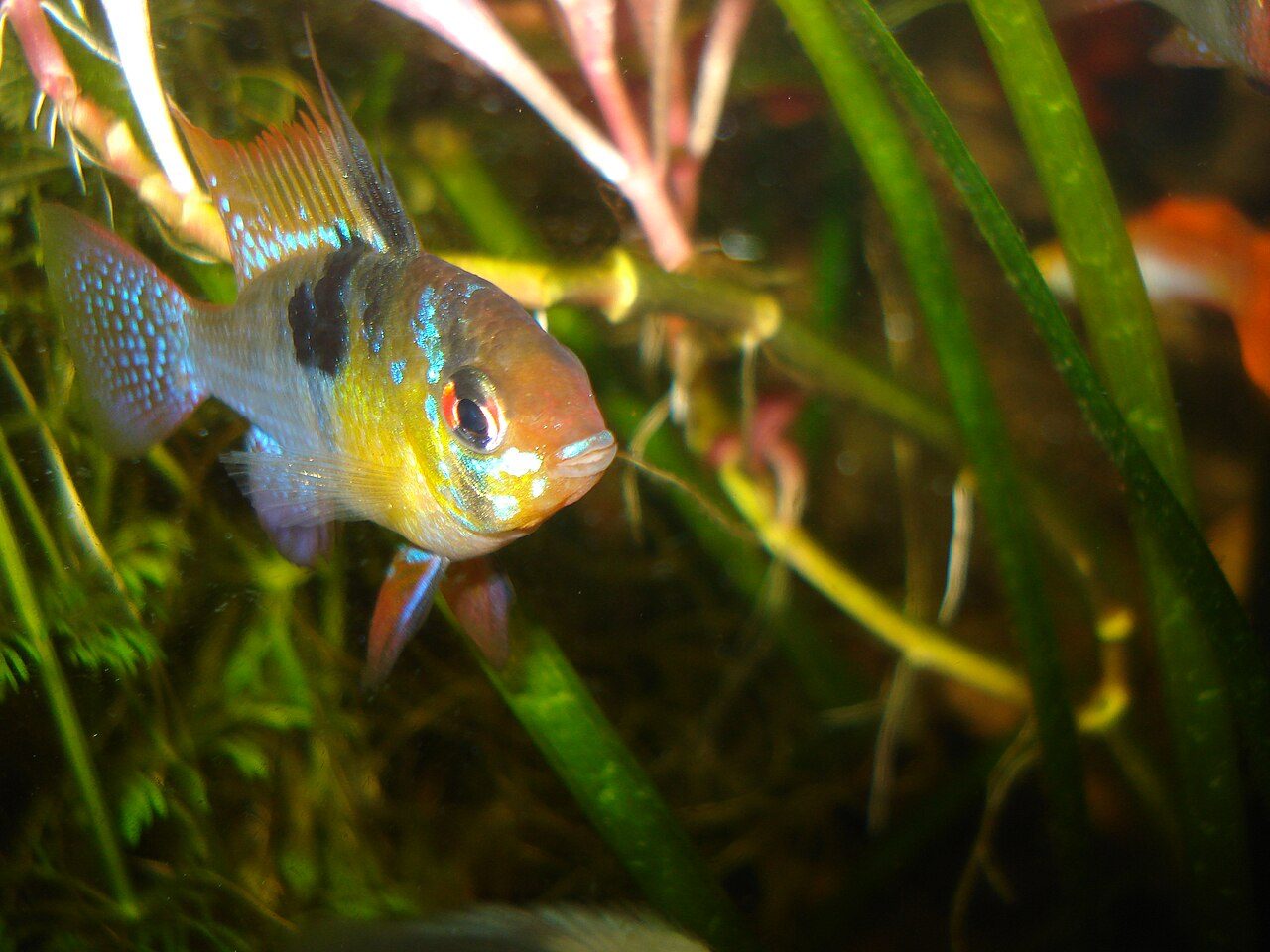 Fresh Water Fish For Aquariums