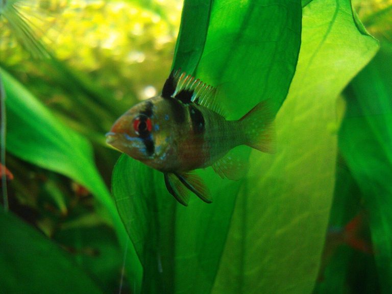 Fresh Water Fish For Fish Tanks