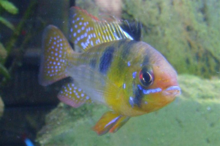 Fresh Water Fish Species