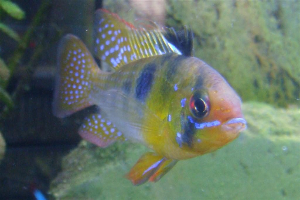 Fresh Water Fish Species