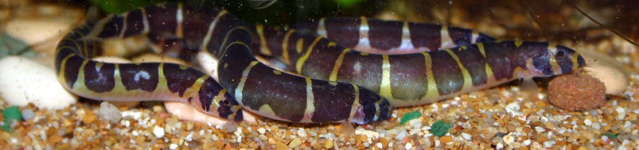 Freshwater And Saltwater Goby Guide