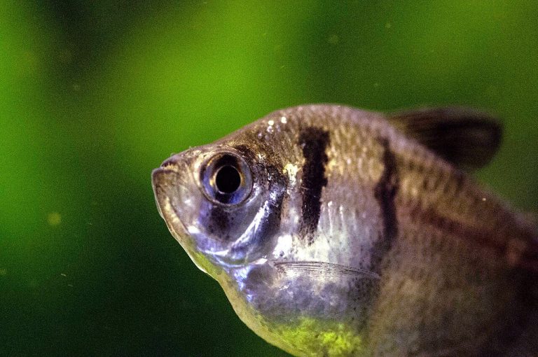 Freshwater Animals For Fish Tank