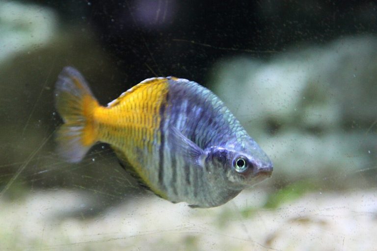 Freshwater Dip Marine Fish