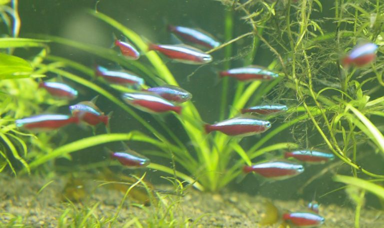 Freshwater Fish Neon Tetra