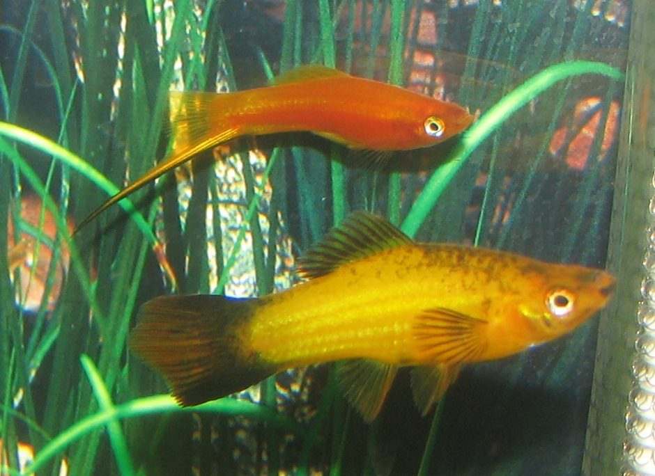 Freshwater Hatchetfish Guide
