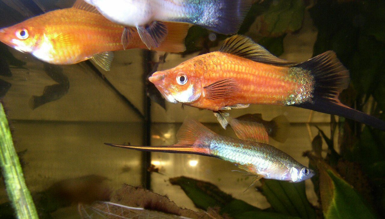 Freshwater Invertebrates For Aquarium
