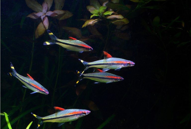 Freshwater Panfish Identification Guide