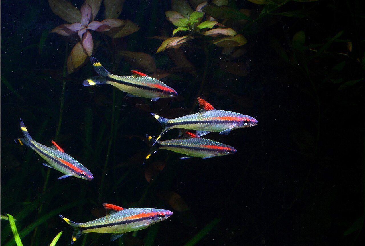 Freshwater Panfish Identification Guide