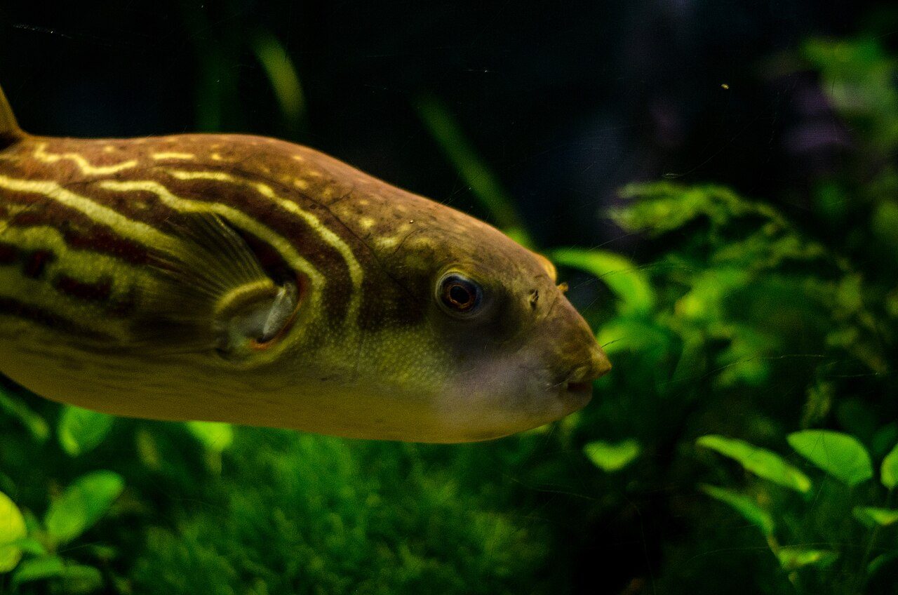 Freshwater Puffer Fish Care And Diet