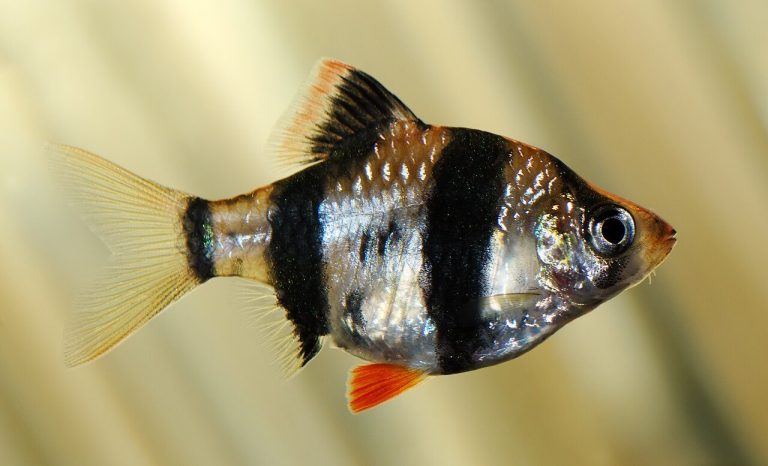 Freshwater River Fish Species