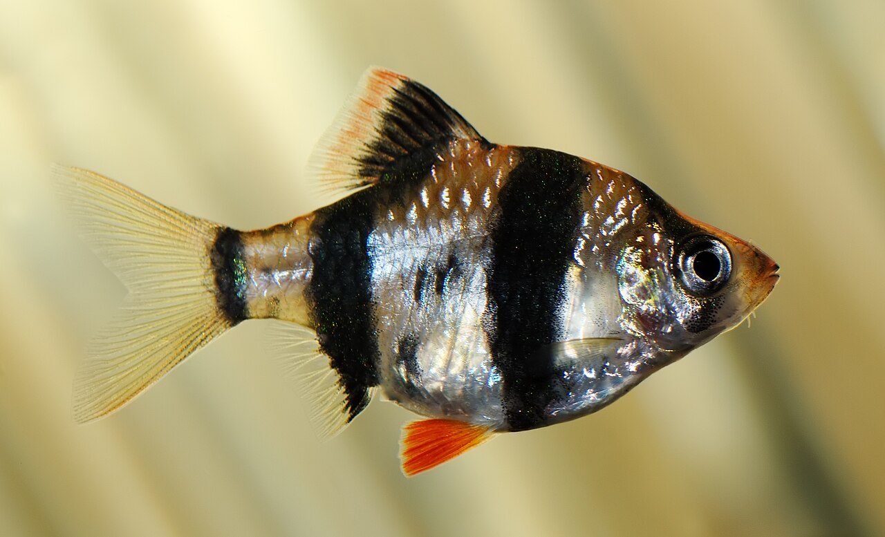 Freshwater River Fish Species