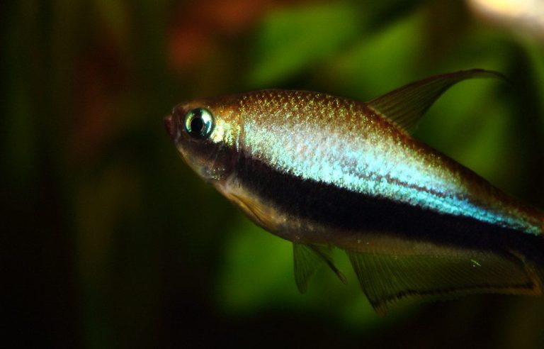 Freshwater Tetra Fish
