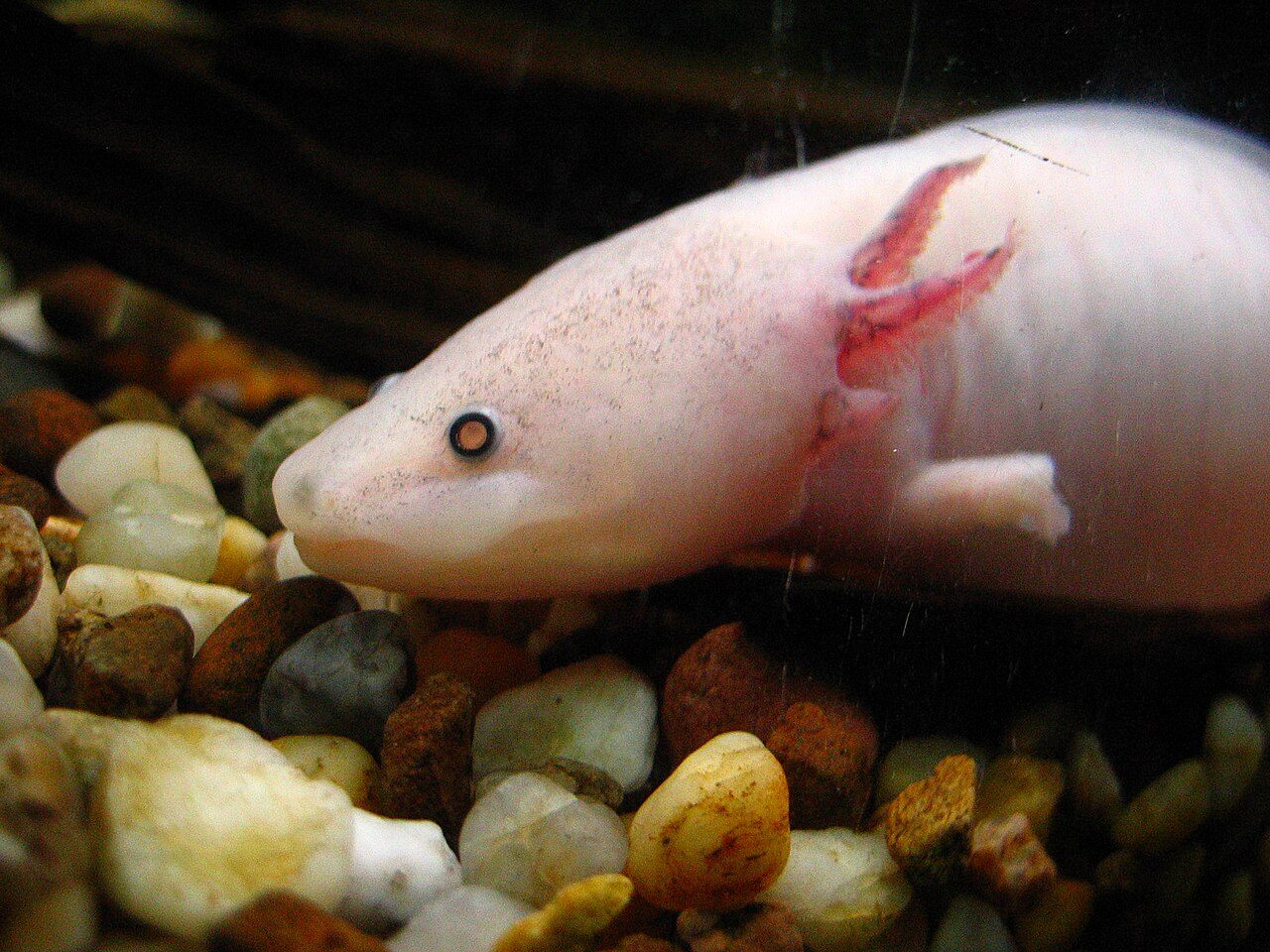 Fun Facts About Axolotls For Kids