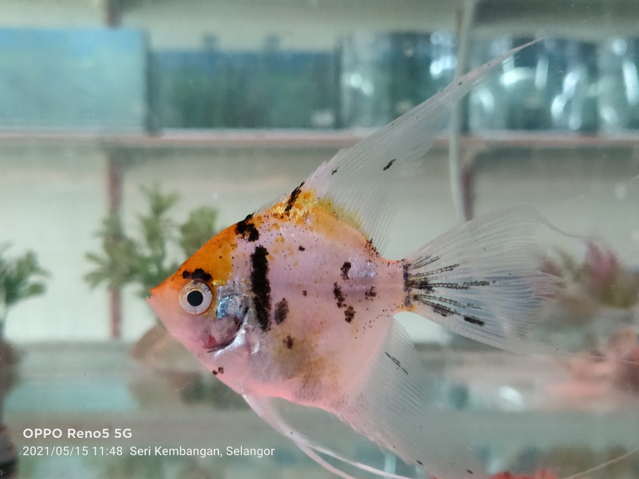 Fungus On Angelfish Eggs