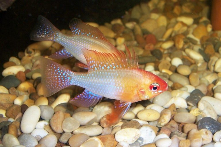 German Blue Ram Cichlid Guide