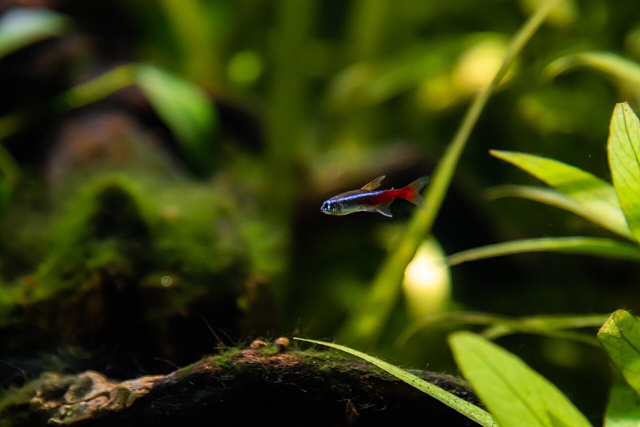 Glofish And Neon Tetras