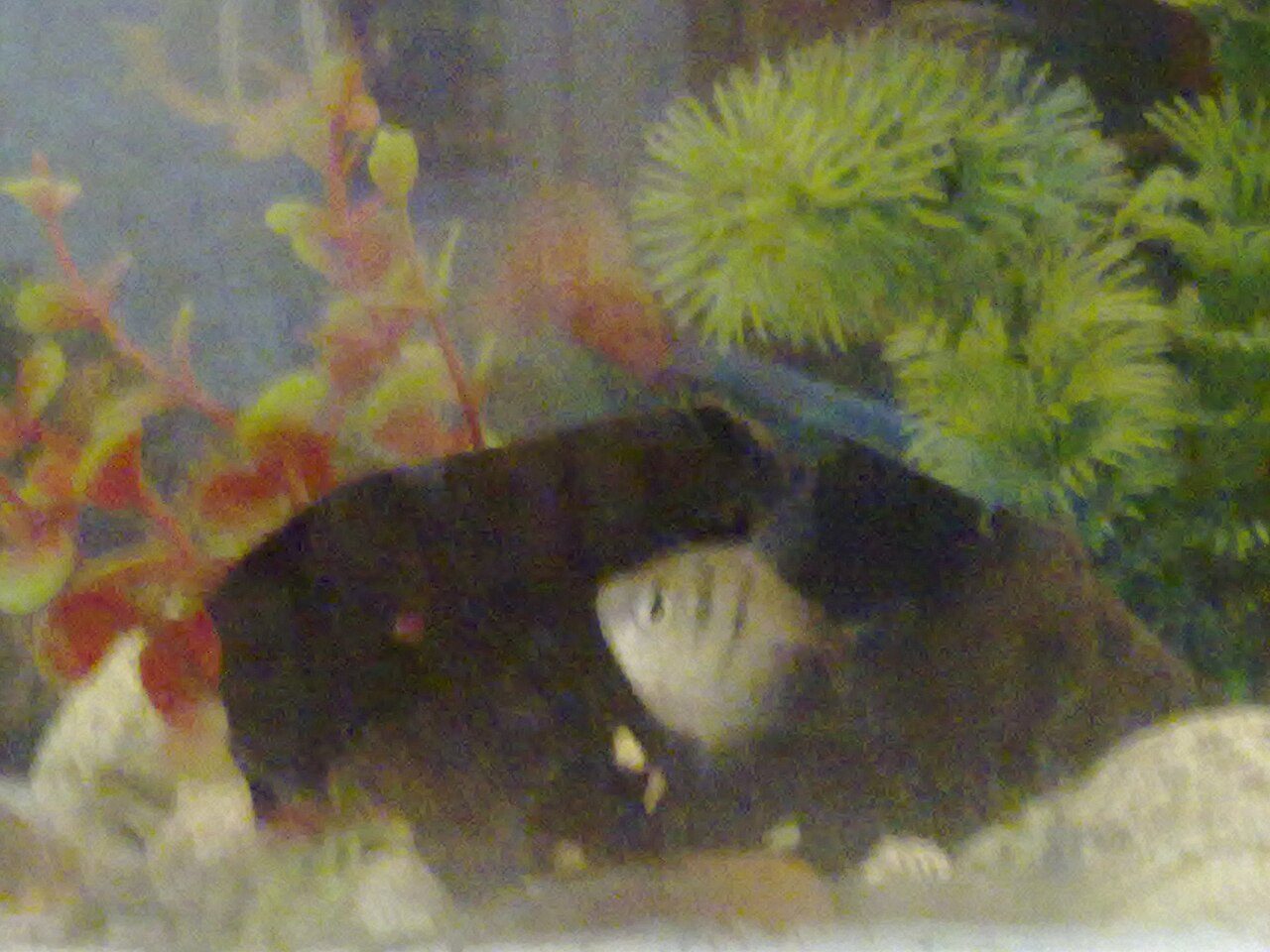 Glofish Care Guide