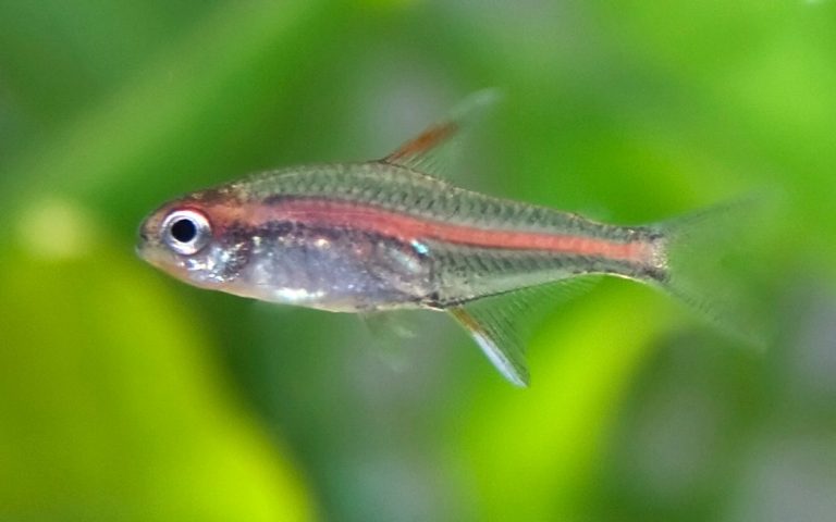 Glowlight Tetra Care Guide