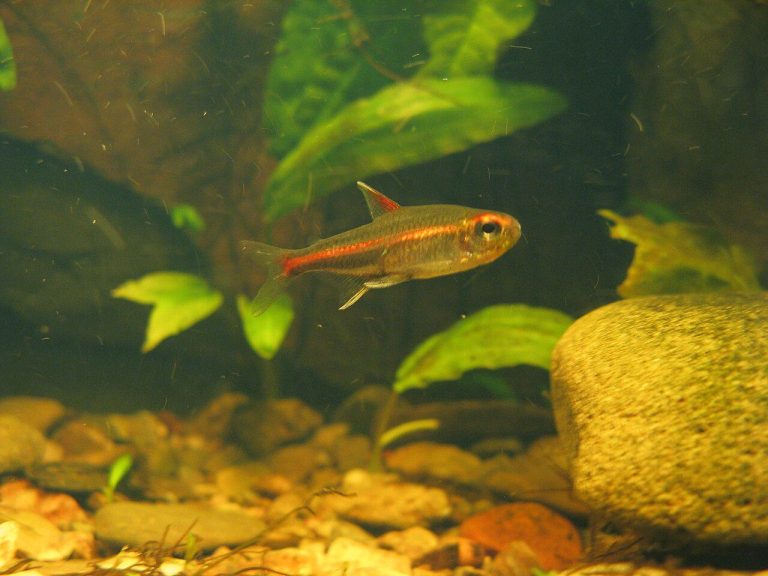 Glowlight Tetra For Beginners