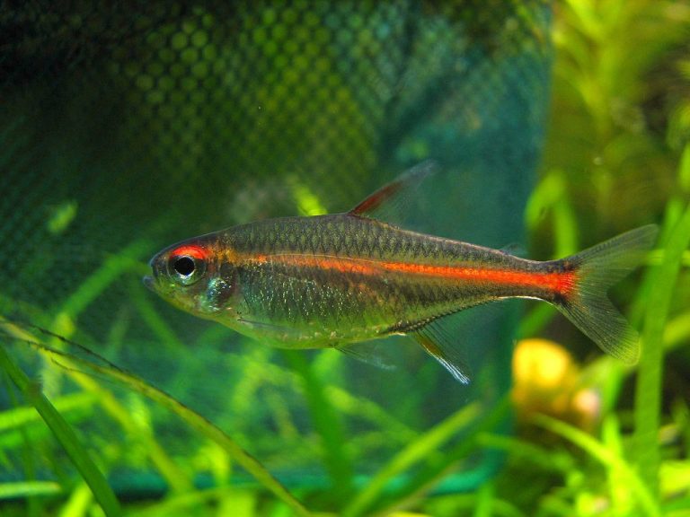 Glowlight Tetra Male Vs Female