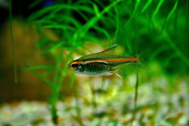 Glowlight Tetra Tank Mates