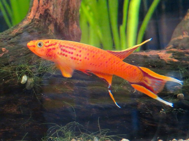 Golden Wonder Killifish Guide