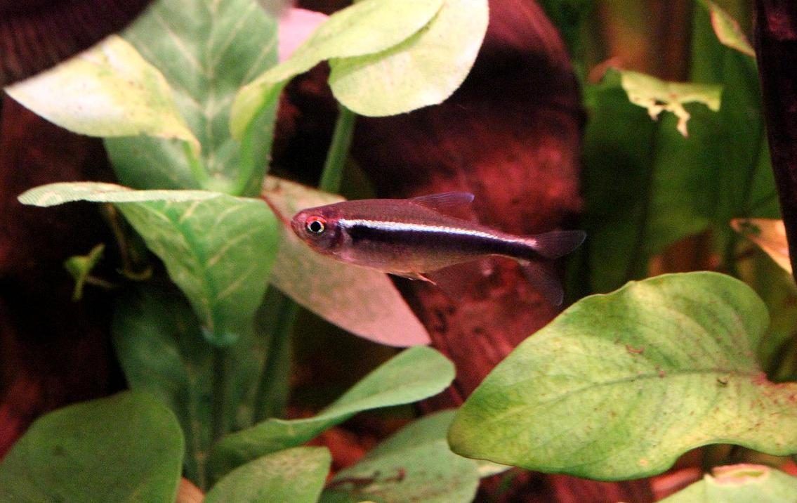 Gray And Black Striped Fish