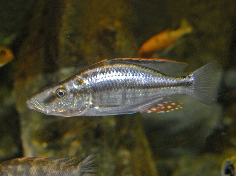 Green Freshwater Fish