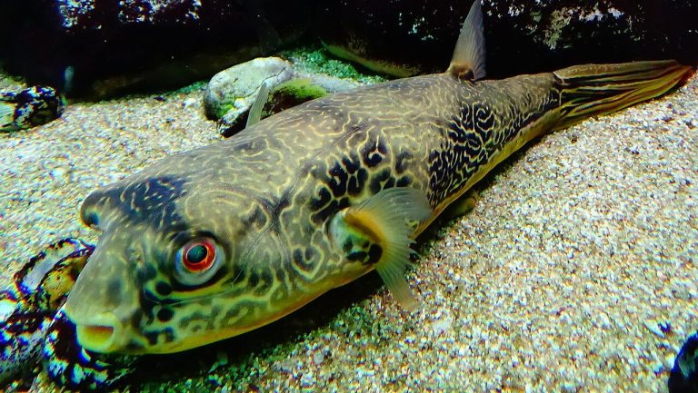 Green Spotted Puffer Fish (Freshwater Puffer) Guide