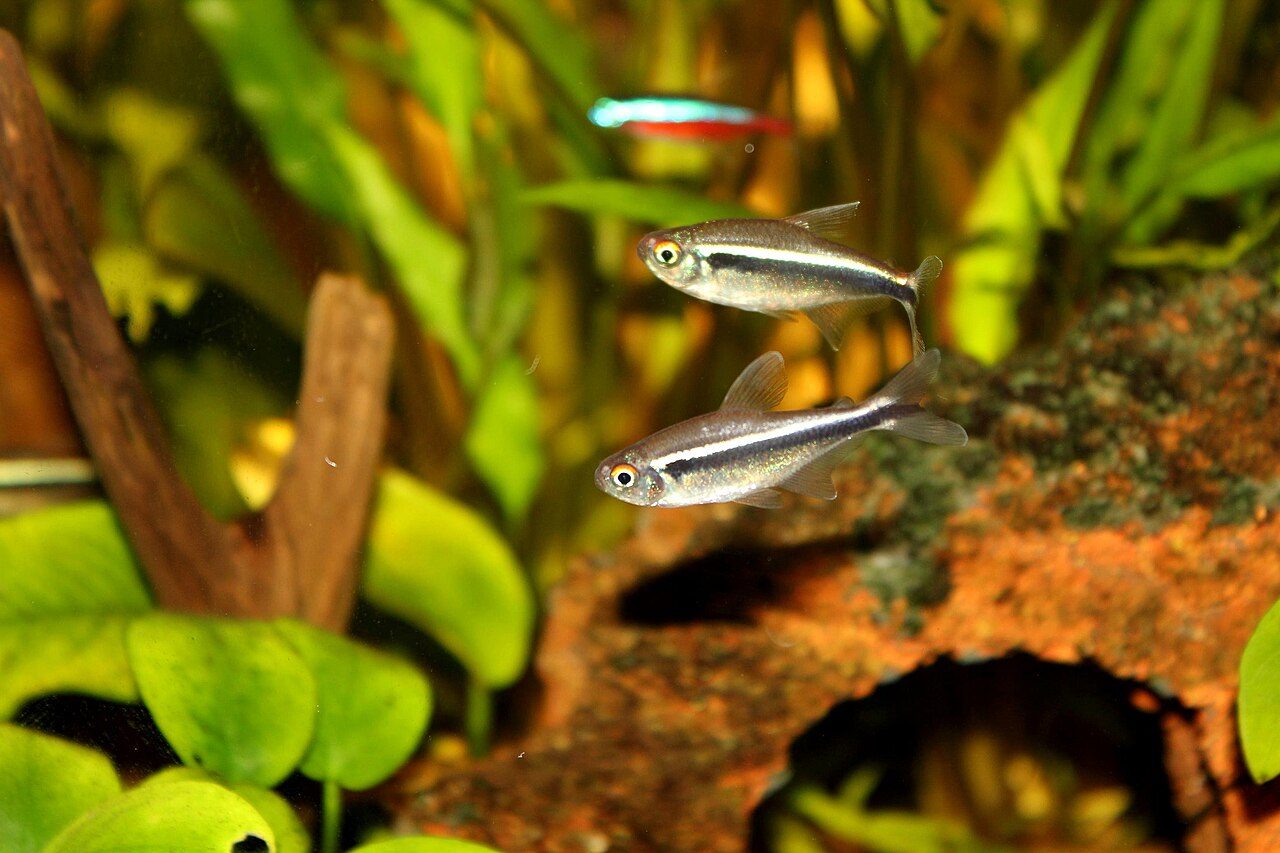 Grey Fish With Black Stripes Freshwater