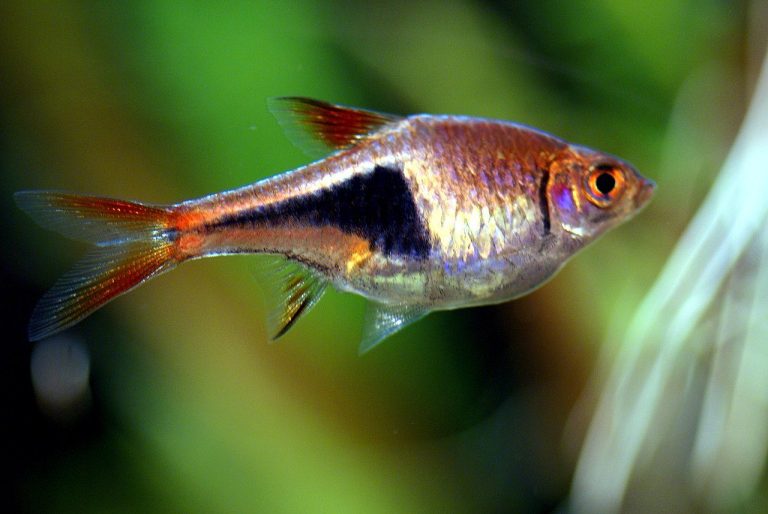Harlequin Rasbora Guide