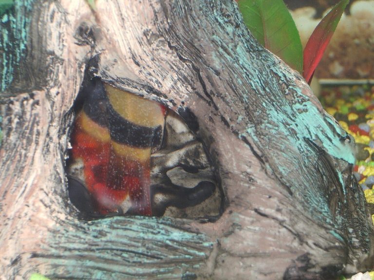 Hillstream Loach Care Guide