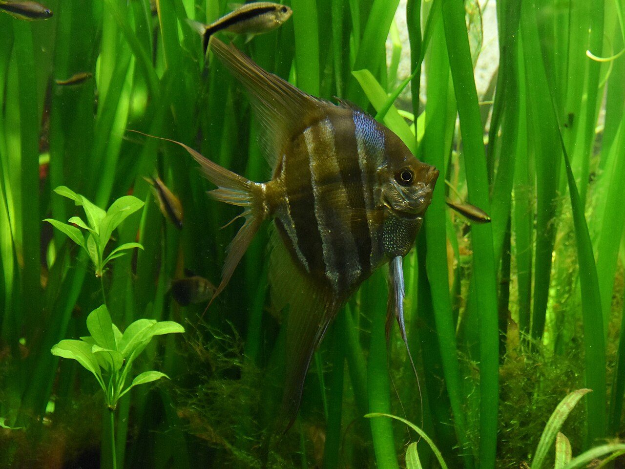 How Big Do Angelfish Get