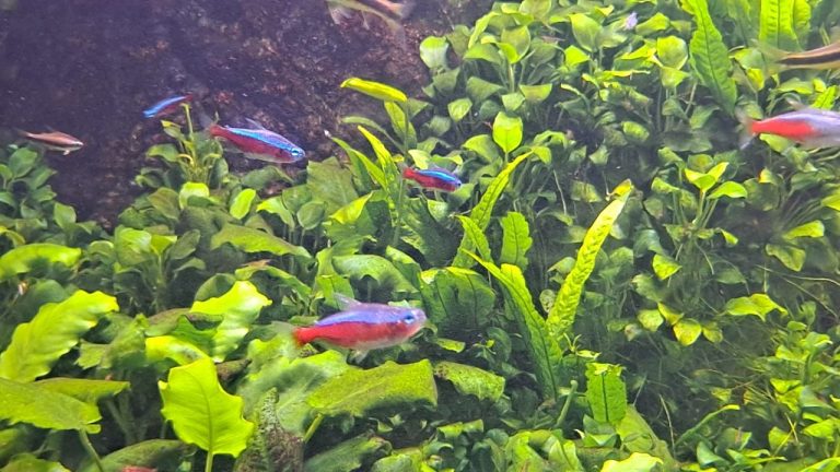 How Big Do Cardinal Tetras Get