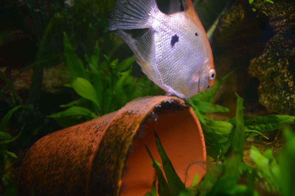 How Big Do Neon Fish Get