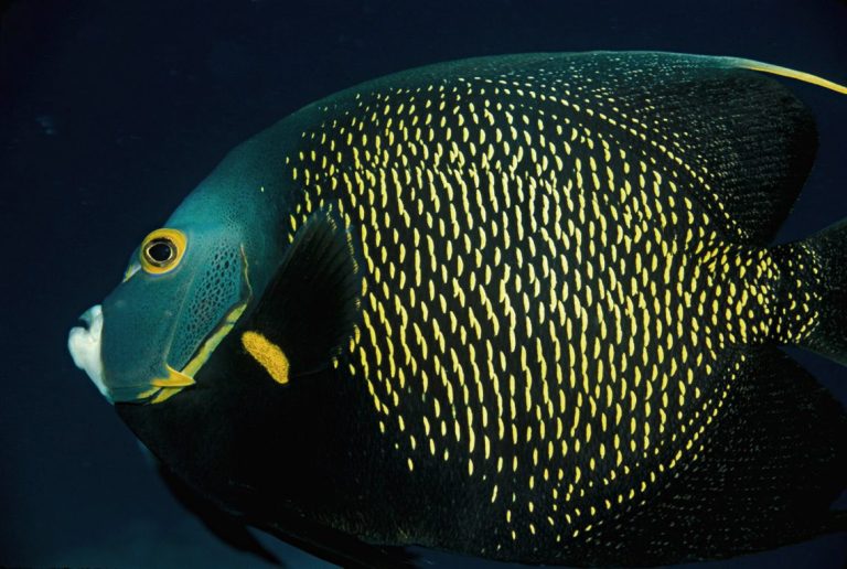How Big Does A French Angelfish Get