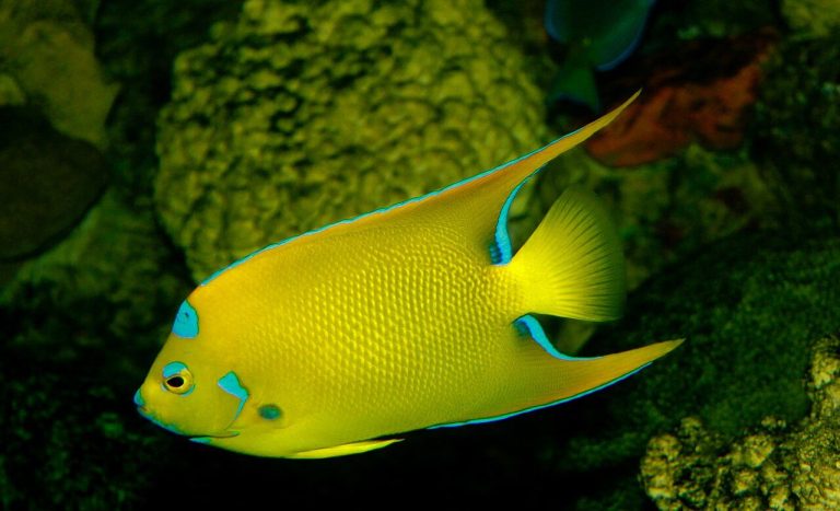 How Big Does A Queen Angelfish Get